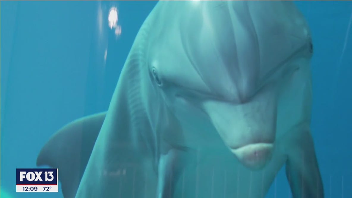 CMA monitors Winter the dolphin's health